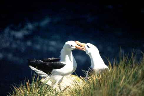 Black Browed Albatross