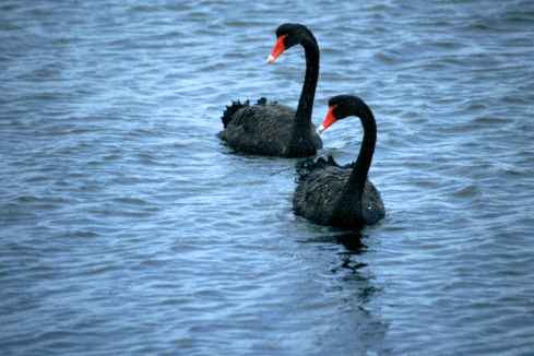 Black Swans