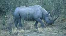 Black Rhino