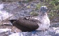Blue Footed Booby