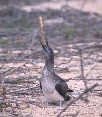 Blue Footed Booby