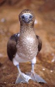 Blue Footed Booby