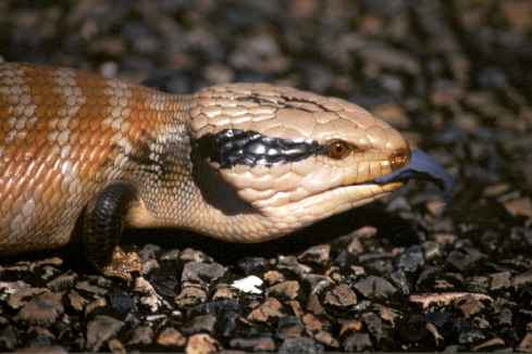 Blue Tongued Lizard