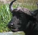 Buffalo