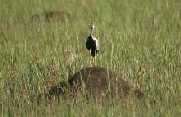 Bustard