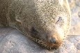 Cape Seal 1