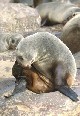Cape Seal 2