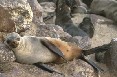 Cape Seal 3