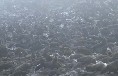 Cape Seal 4