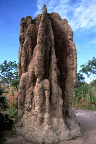 Cathedral Termite Mound