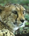 Cheetah 1