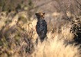 Cheetah 2
