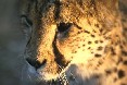 Cheetah 4