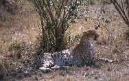 Cheetah 1