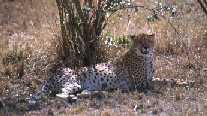 Cheetah 2