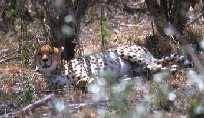Cheetah 3