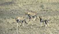 Cheetah Family