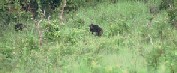 Chimpanzee