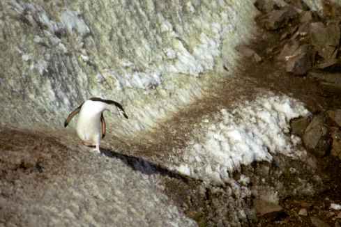 Chinstrap On Ledge