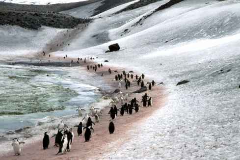 Chinstrap Path
