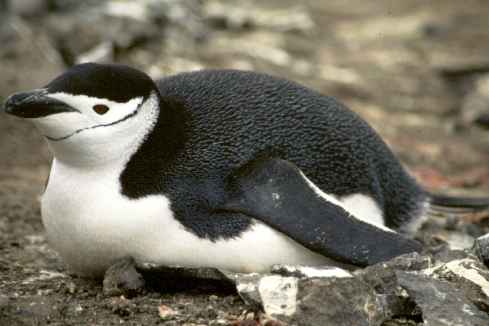 Chinstrap Sitting