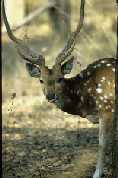 Chital (spotted) Deer