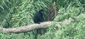 Colobos Monkey
