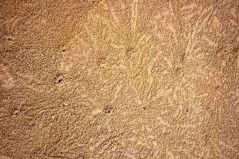 Crab Holes