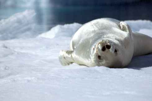 Crabeater Seal