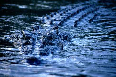Croc In Water