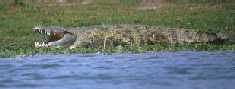 Crocodile