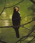 Bharatpur and Shariska