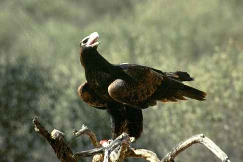 Eagle Standing