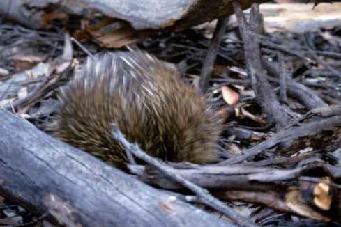Echidna