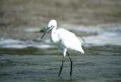 Egret 1