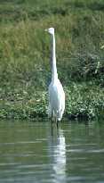 Egret 2