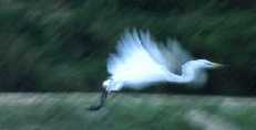 Egret Flying