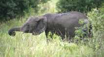 Elephant