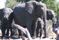 Elephant Herd