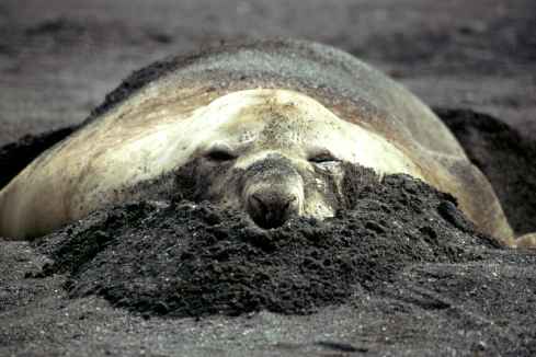 Elephant Seal In Sand