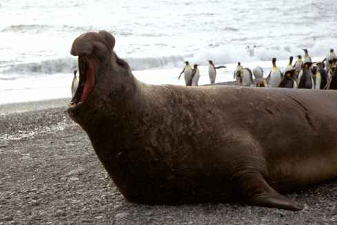 Elephant Seal Mouth