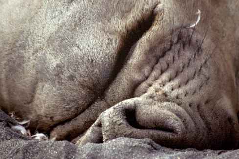 Elephant Seal Nose