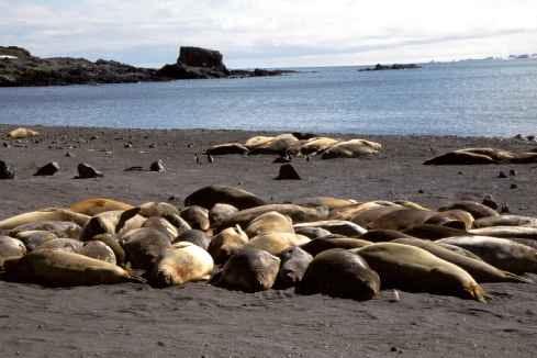 Elephant Seals On Beach