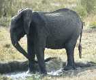 Elephant Washing