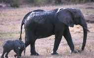Elephant with Baby