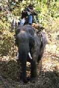 Elephant with Mahout