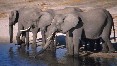 Elephants Drinking