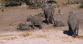Elephants Playing