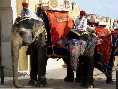 Elephants at Amber Palace