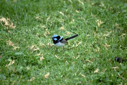 Fairy Wren